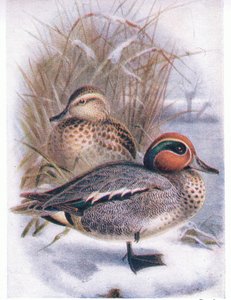 ティール 作： Archibald Thorburn